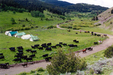 USA-Montana-Big Belt Mountains Cattle Drive